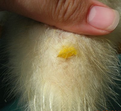 DSCN5324.JPG (176.63 KiB) Osservato 856 volte DSCN5324.JPG