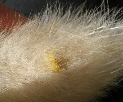 DSCN5321.JPG (145.37 KiB) Osservato 856 volte DSCN5321.JPG