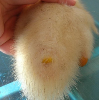 DSCN5323.JPG (98.29 KiB) Osservato 856 volte DSCN5323.JPG