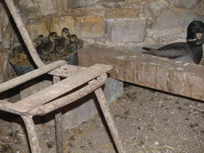 P5302288.jpg (61.8 KiB) Osservato 582 volte P5302288.jpg