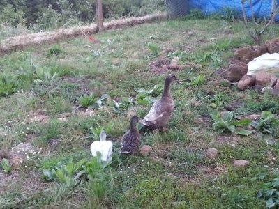 20130601_201513.jpg (127.44 KiB) Osservato 552 volte 20130601_201513.jpg