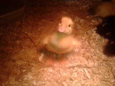 2013-06-03 22.23.38.jpg (102.05 KiB) Osservato 867 volte 2013-06-03 22.23.38.jpg