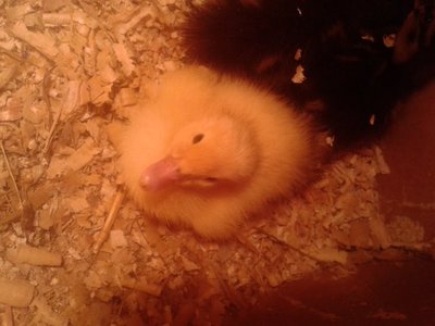 2013-06-03 22.26.03.jpg (91.56 KiB) Osservato 863 volte 2013-06-03 22.26.03.jpg