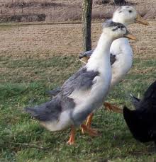 margpie blu.jpg margpie blu.jpg