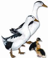 gruppo magpie.jpg gruppo magpie.jpg