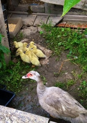 image.jpg (101.03 KiB) Osservato 1672 volte image.jpg