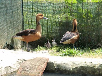 dendro.f.2013.jpg (97.06 KiB) Osservato 756 volte dendro.f.2013.jpg