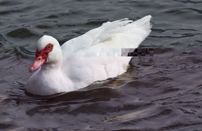 femmina anatra muta bianca / femmina.jpg femmina.jpg
