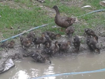 2013-06-09 19.38.00.jpg (127.48 KiB) Osservato 511 volte 2013-06-09 19.38.00.jpg