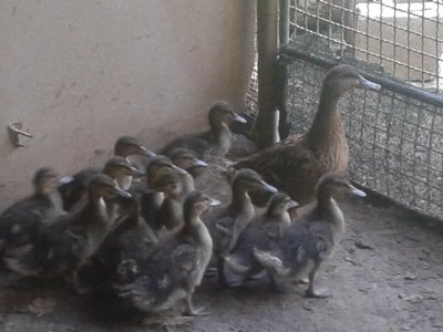 2013-06-15 18.27.42.jpg (93.44 KiB) Osservato 556 volte 2013-06-15 18.27.42.jpg