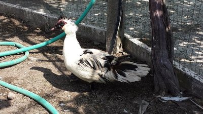 20130616_103419.jpg (230.88 KiB) Osservato 3156 volte 20130616_103419.jpg