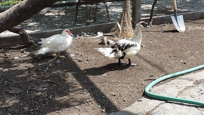 20130616_103514.jpg (261.36 KiB) Osservato 3156 volte 20130616_103514.jpg