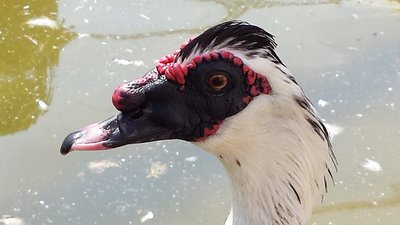 20130616_103802.jpg (102.1 KiB) Osservato 3154 volte 20130616_103802.jpg