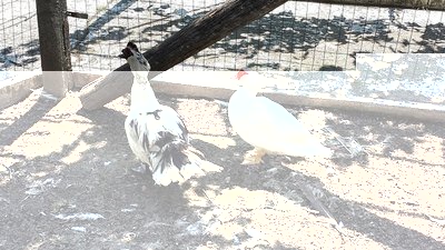 20130616_103531.jpg (257.6 KiB) Osservato 3153 volte 20130616_103531.jpg