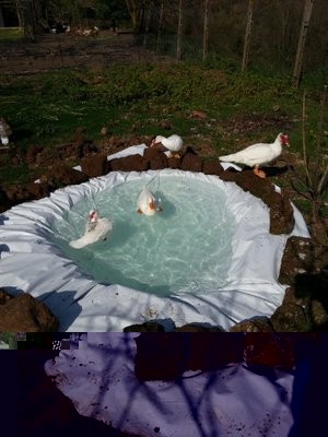 foto laghetto 1 / Foto-W8WDNLLG.jpg Foto-W8WDNLLG.jpg