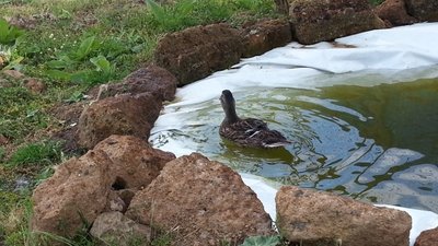 foto laghetto 2 / 20130530_182525.jpg 20130530_182525.jpg