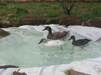 foto laghetto 3 / IMG-20130603-WA0008.jpg IMG-20130603-WA0008.jpg