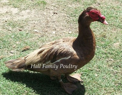 Selvatico bruno dopo schiarimento solare / 6c8be8b7_ChocolateMuscovy.jpg 6c8be8b7_ChocolateMuscovy.jpg