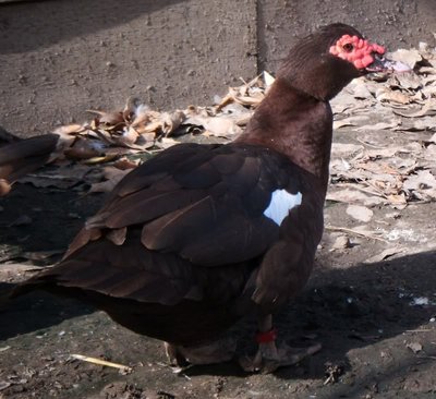 Selvatico bruna dopo la muta del piumaggio / 041-1.jpg 041-1.jpg