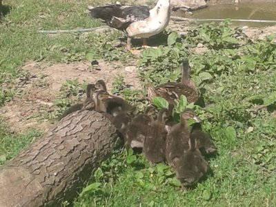 2013-06-19 09.36.05.jpg (93.9 KiB) Osservato 502 volte 2013-06-19 09.36.05.jpg