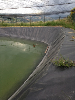 lago8.jpg (148.92 KiB) Osservato 1084 volte lago8.jpg