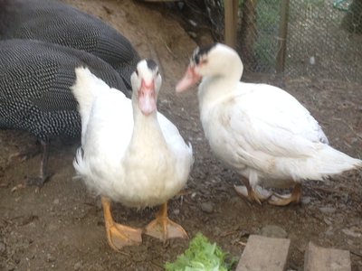 image.jpg (105.42 KiB) Osservato 1012 volte image.jpg