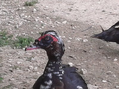 primo piano berto.jpg (1.97 MiB) Osservato 1523 volte primo piano berto.jpg