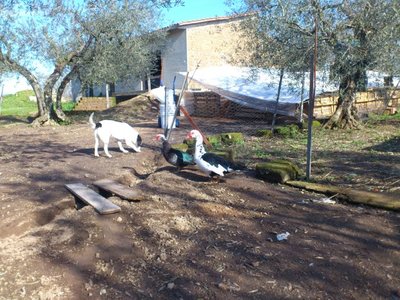 papere nonna 1 (2).jpg (144.44 KiB) Osservato 865 volte papere nonna 1 (2).jpg