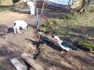 papere nonna 1.jpg (138.38 KiB) Osservato 865 volte papere nonna 1.jpg