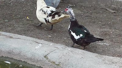 20130619_175807.jpg (91.08 KiB) Osservato 554 volte 20130619_175807.jpg