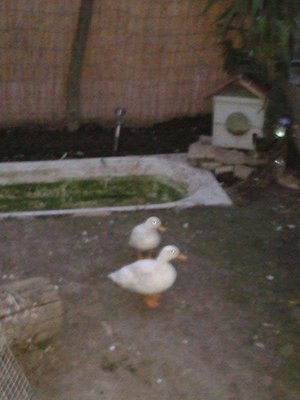 1002278_10200165478013886_242987271_n.jpg (29.43 KiB) Osservato 668 volte 1002278_10200165478013886_242987271_n.jpg