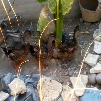 2013-07-16 17.32.50 2.jpg (165.98 KiB) Osservato 655 volte 2013-07-16 17.32.50 2.jpg