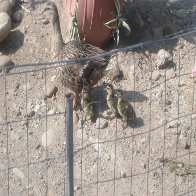 CIMG3087.JPG (201.95 KiB) Osservato 615 volte CIMG3087.JPG