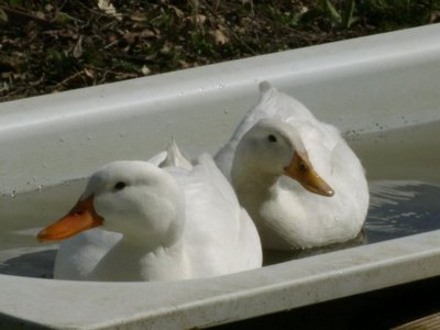 576818_3068977127609_1856116727_n.jpg (54.64 KiB) Osservato 666 volte 576818_3068977127609_1856116727_n.jpg