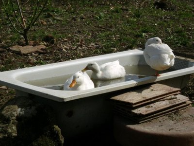 580192_3068976047582_1282803525_n.jpg (94.6 KiB) Osservato 667 volte 580192_3068976047582_1282803525_n.jpg