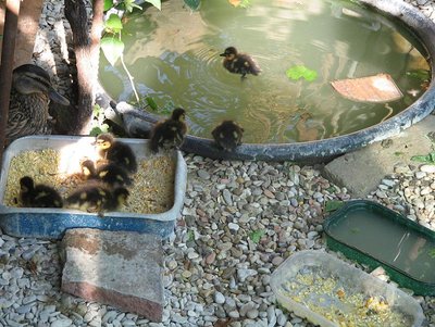 anatroccoli.JPG anatroccoli.JPG