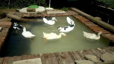 2013-07-22-1304_0007-800.JPG (49.42 KiB) Osservato 2846 volte 2013-07-22-1304_0007-800.JPG