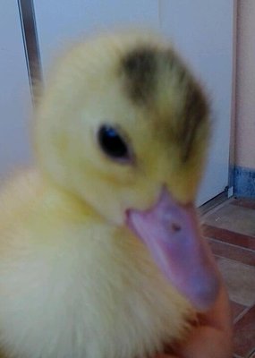 2013-06-17 16.01.09-3.jpg (23.53 KiB) Osservato 1386 volte 2013-06-17 16.01.09-3.jpg