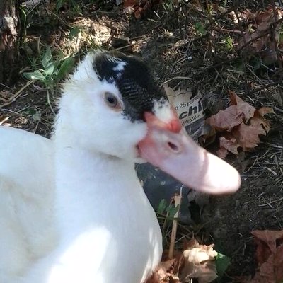 questa é pipina.. / 2013-08-06 12.22.42-1.jpg 2013-08-06 12.22.42-1.jpg