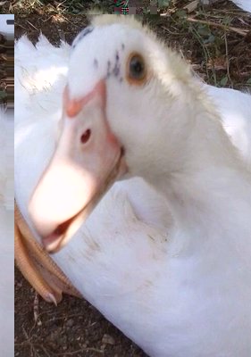 questo è pipone.. / 2013-08-06 12.22.30-1-1.jpg 2013-08-06 12.22.30-1-1.jpg