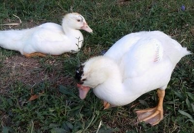 2013-08-06 19.16.35-1.jpg (90.55 KiB) Osservato 1346 volte 2013-08-06 19.16.35-1.jpg