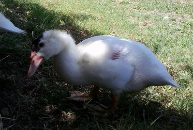 2013-08-06 12.19.35-1.jpg (91.87 KiB) Osservato 1346 volte 2013-08-06 12.19.35-1.jpg