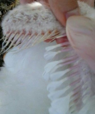 un lui? / 2013-08-06 12.20.41-1-1.jpg 2013-08-06 12.20.41-1-1.jpg