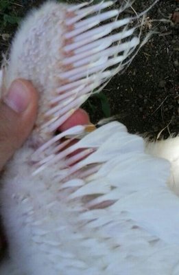 una lei? / 2013-08-06 12.20.59-1-1.jpg 2013-08-06 12.20.59-1-1.jpg