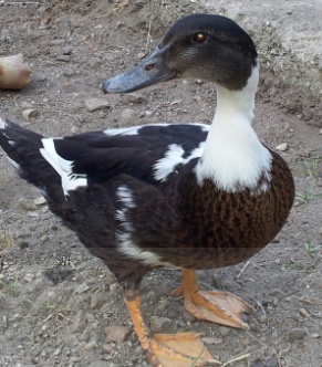 IMG_20130808_171147.jpg IMG_20130808_171147.jpg