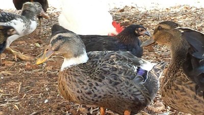 IMG-20130807-WA0000.jpg (85.11 KiB) Osservato 872 volte IMG-20130807-WA0000.jpg