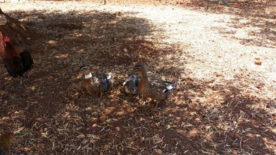 IMG-20130807-WA0001.jpg (130.41 KiB) Osservato 872 volte IMG-20130807-WA0001.jpg