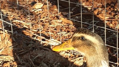 image.jpg (151.06 KiB) Osservato 818 volte image.jpg