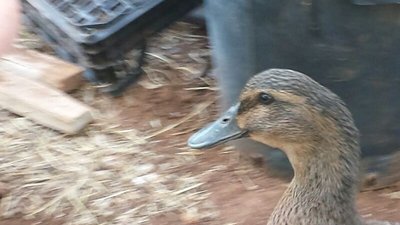 image.jpg (84.86 KiB) Osservato 818 volte image.jpg