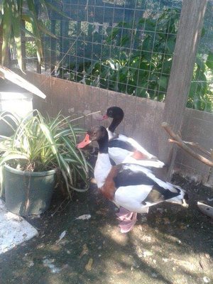 oca.jpg (67.85 KiB) Osservato 537 volte oca.jpg